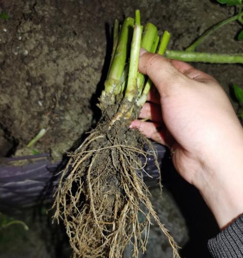 探究植物根的重要作用（从营养吸收到土壤保持，了解植物根的多种作用）
