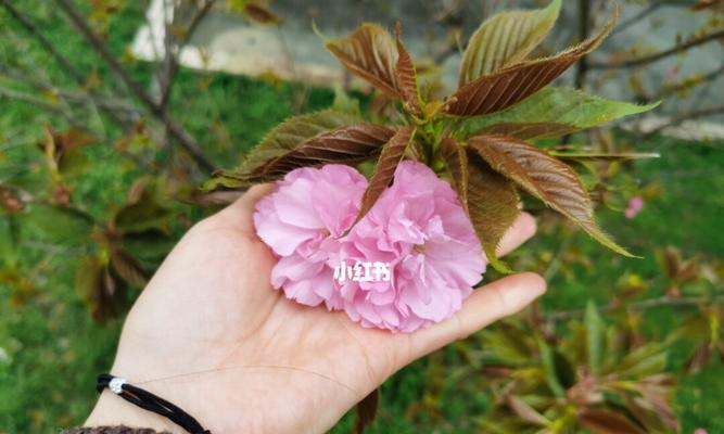 晚樱，寒食节的赏花之选
