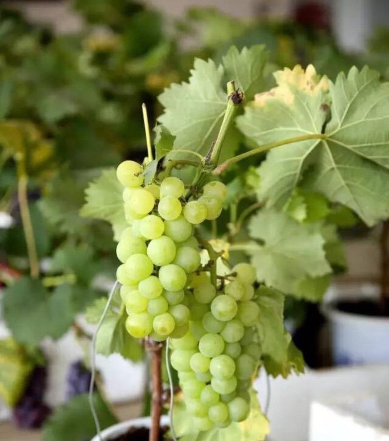 葡萄盆栽种植方法全攻略（自家阳台也能种出美味葡萄！）
