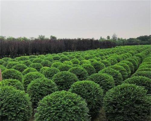 小叶女贞球种植全指南（从选地到养护，教你种出健康美丽的小叶女贞球）
