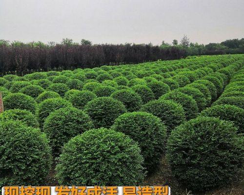 小叶女贞球种植全指南（从选地到养护，教你种出健康美丽的小叶女贞球）
