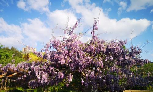 如何种植美丽的紫藤花？（种植技巧、喜好环境和养护注意事项）
