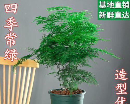 四季竹子的养护技巧（如何让四季竹子更旺盛）

