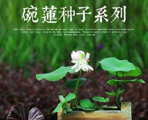水培碗莲的种植方法（如何在水中培养碗莲，让它开出美丽的花朵）
