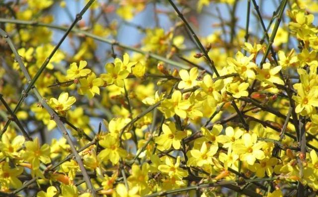 迎春花的寓意与文化价值（新年象征，爱情之花，传统文化之美）
