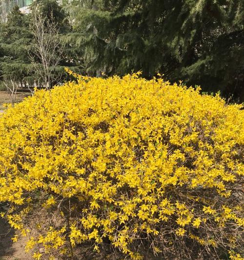 玉兰花的种植与养护（从选地到施肥，轻松打造玉兰花之家）
