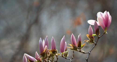 玉兰花的种植与养护（从选地到施肥，轻松打造玉兰花之家）
