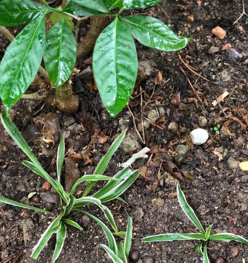 花移植的技巧与要点（学会正确的移植方法，让你的花儿生长更加茁壮）
