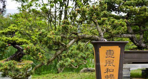 松竹草养殖秘籍（打造高产高效的松竹草种植园）
