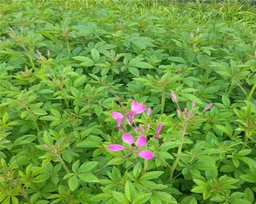 醉蝶花的种植时间（了解醉蝶花的生长特性，合理安排播种时间）
