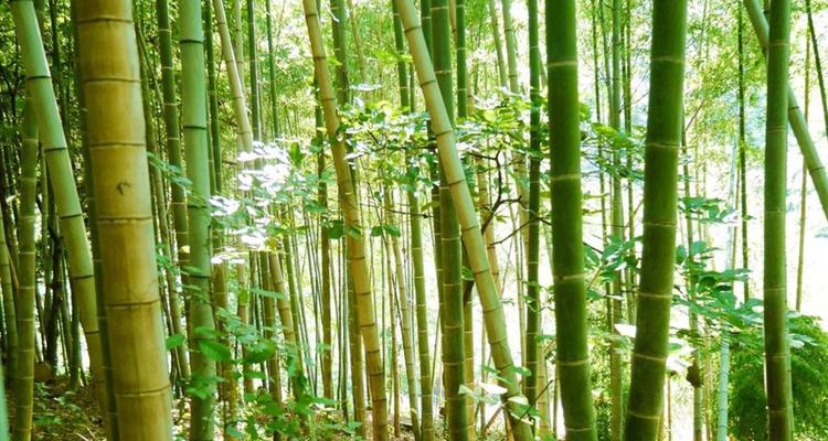 竹子是草还是树？（探究竹子分类与特性）
