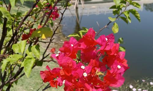 如何养护光叶子花（了解基本需求，让它健康成长）
