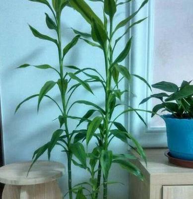 土培富贵竹的简单养护方法（打造健康美丽的富贵竹）
