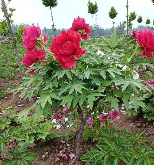 春季芍药移栽指南（春季移栽前后、地点、肥料、水分等注意事项详解）
