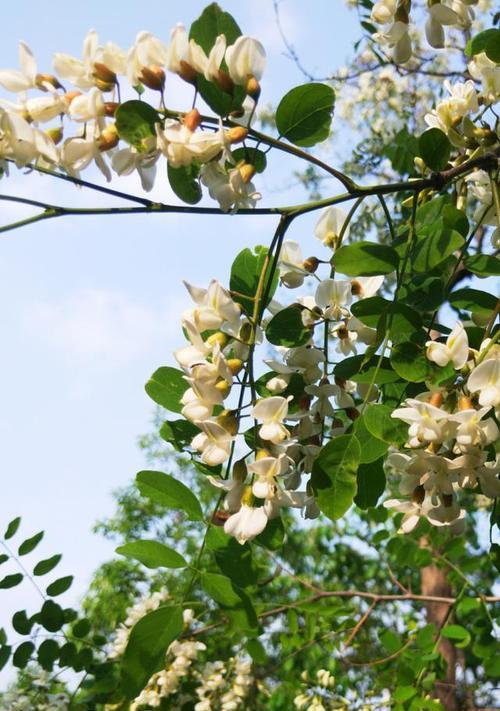 紫槐花的开花时间（探秘紫槐花的开花季节和相关知识）
