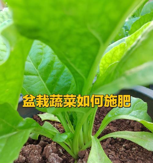 家养植物施肥指南（让您的植物健康茁壮成长）
