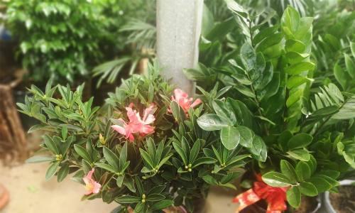 杜鹃花的养殖与注意事项（打造美丽花园的秘密-杜鹃花的全方位养护）
