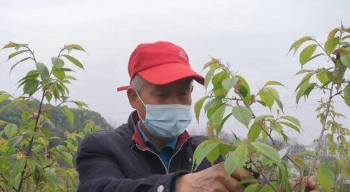 樱花树种植方法详解（从选址到养护，让您种植一棵美丽的樱花树）
