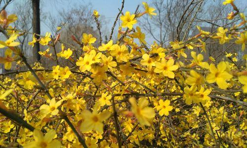 迎春花全攻略——颜色、养护、欣赏（从白色到紫色，如何让迎春花在你家园绽放？）
