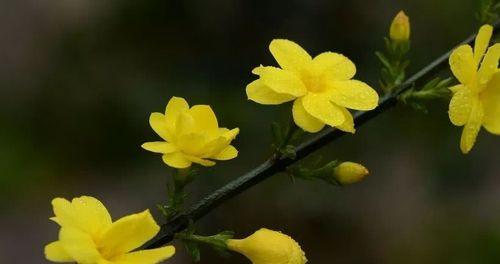 迎春花怕冻吗？（迎春花的生长特点与冬季保护方法。）
