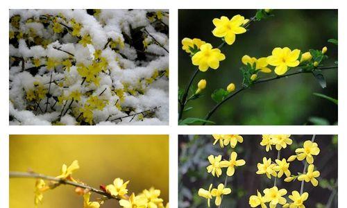 迎春花怕冻吗？（迎春花的生长特点与冬季保护方法。）
