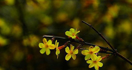 迎春花怕冻吗？（迎春花的生长特点与冬季保护方法。）
