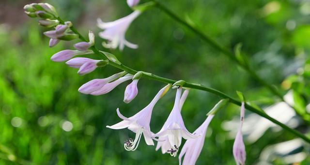 玉簪花特点全解析（探秘玉簪花的花型、花色、花期和栽培方法）
