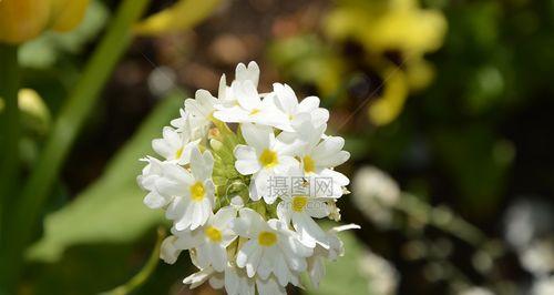 春日花开（常见花卉品种与养护）
