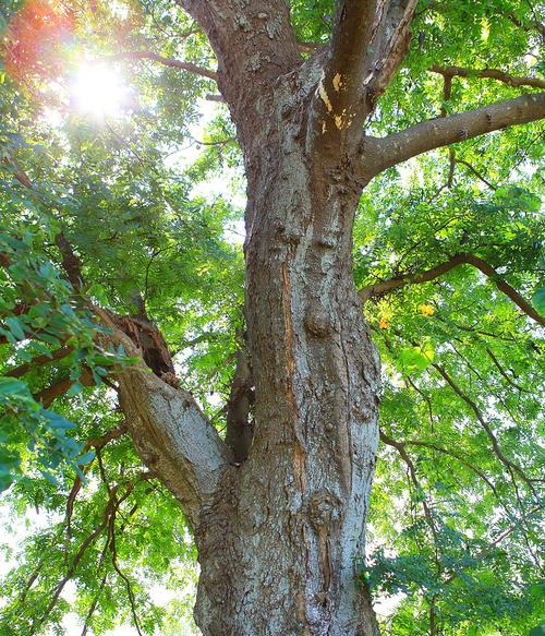 皂角树的种植环境（皂角树适合栽在哪里？从土壤、气候到生态环境，全面解析！）
