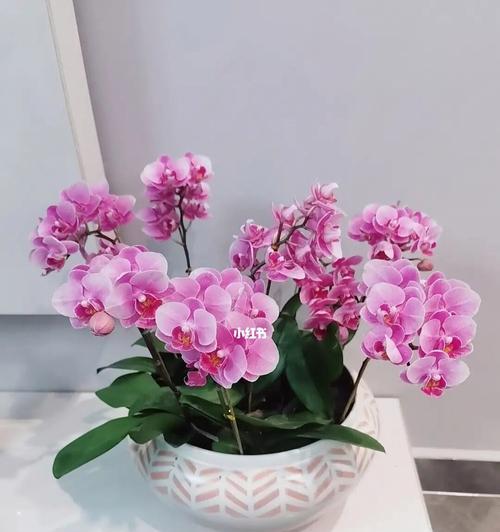 蝴蝶兰开花技巧（学会这个方法，让你的蝴蝶兰快速开花）
