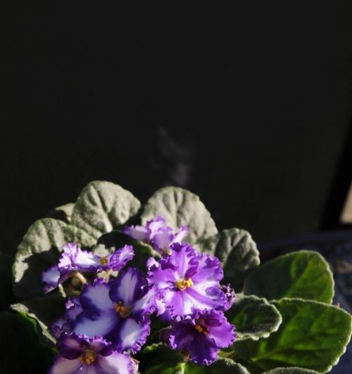 非洲紫罗兰的养护技巧和繁殖方法（美丽多姿的室内植物，营养均衡才是关键）
