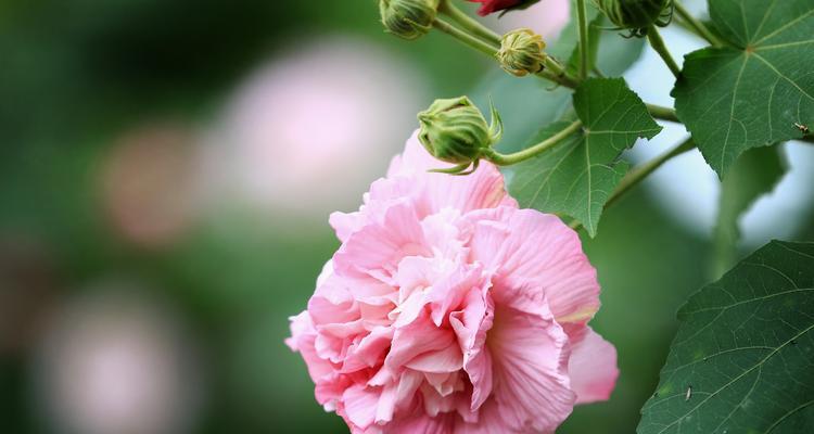 教你如何拯救蔫掉的芙蓉花花苞（掌握正确的养护方法，让芙蓉花绽放美丽）
