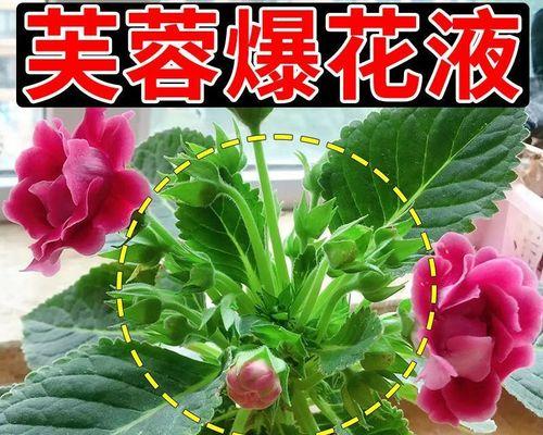 教你如何拯救蔫掉的芙蓉花花苞（掌握正确的养护方法，让芙蓉花绽放美丽）
