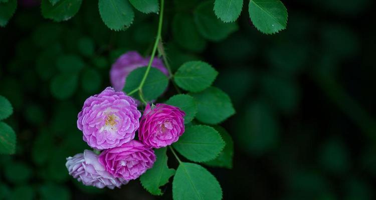 蔷薇花的养殖技巧（如何打理美丽花园中的玫瑰）
