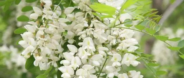 槐花病害防治（常见病害及应对方法）
