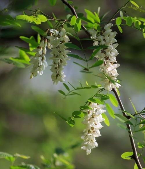 槐花病害防治（常见病害及应对方法）
