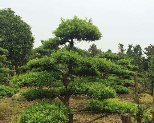 松树的品种及特点（揭示松树品种的数量和特征，了解生态环境中的巨人）
