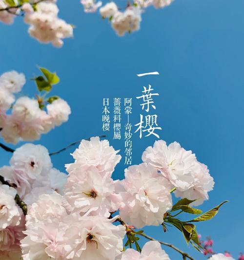 晚樱品种全面介绍（探寻晚樱花海中的美丽风景）
