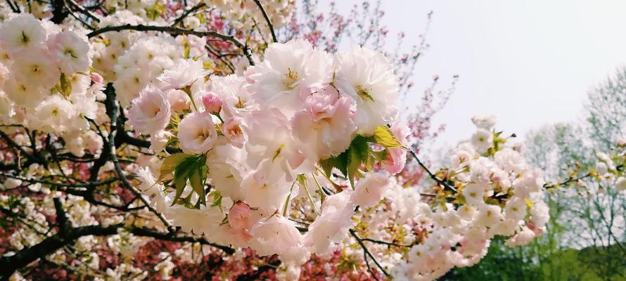 晚樱品种全面介绍（探寻晚樱花海中的美丽风景）
