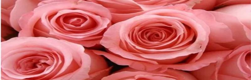 深入解析粉玫瑰代表的象征寓意（一朵花，千种情，玫瑰之花，神秘多彩）

