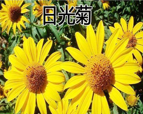 赛菊芋，赏景园林新宠（以“芋”为媒，探讨园林美学新高度）
