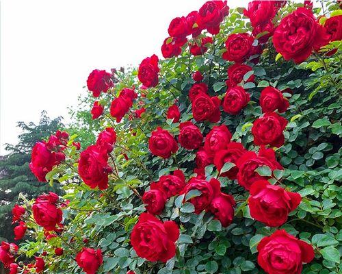 红色藤本月季品种推荐（探寻最美红色藤本月季，打造花园浪漫气息）
