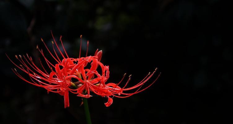 彼岸花冬季养护全攻略（如何在寒冷的冬天中让彼岸花茁壮成长？）
