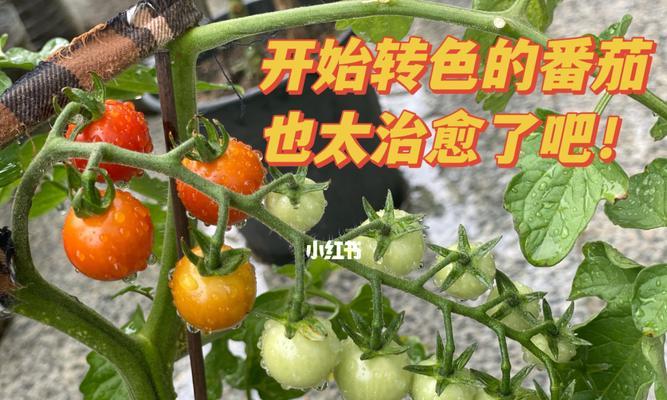 种植番茄的方法和注意事项（从选种到收获，一步步教你如何种植番茄）
