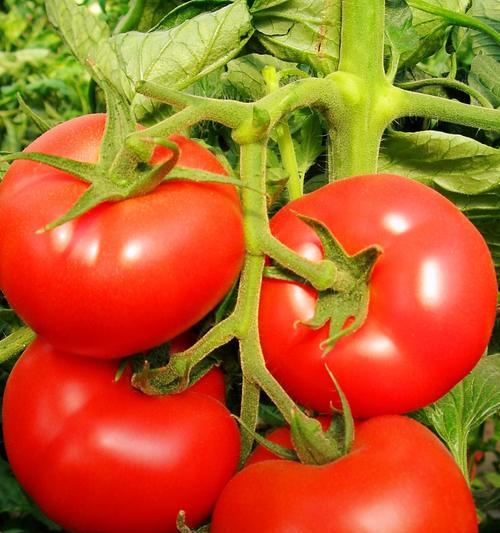 种植番茄的方法和注意事项（从选种到收获，一步步教你如何种植番茄）
