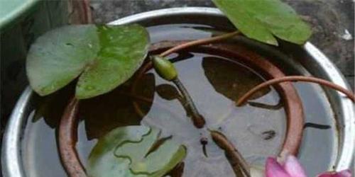 水培睡莲养护知识（打造优美清新的水中花园——从水培睡莲入手）
