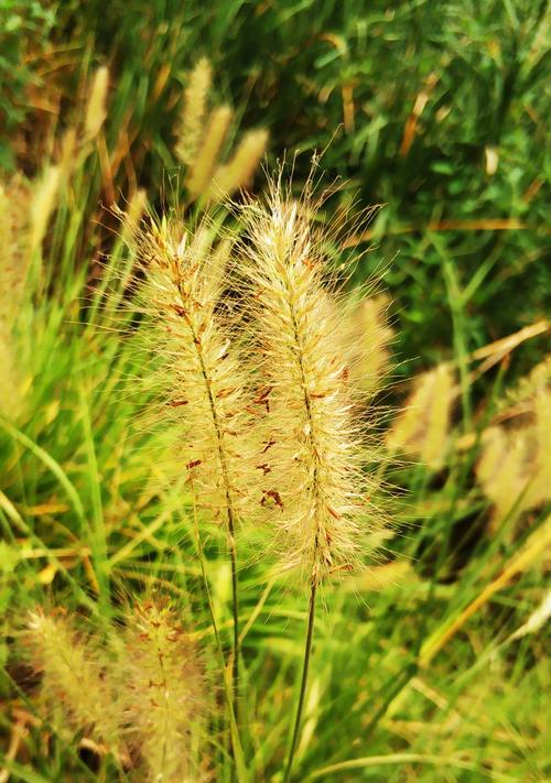 如何养殖狗尾巴草——打造自家绿色小天地（以阳光、水分与土质为基础，打造健康的狗尾巴草生长环境）
