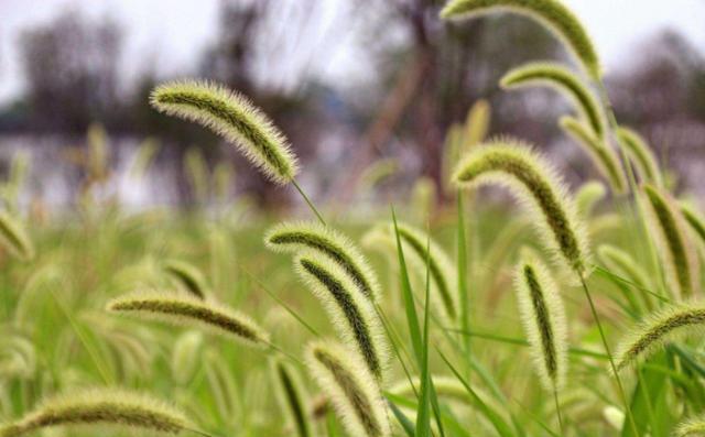 如何养殖狗尾巴草——打造自家绿色小天地（以阳光、水分与土质为基础，打造健康的狗尾巴草生长环境）
