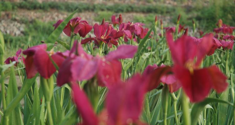 茑尾花的栽培详解（了解茑尾花的品种、光照、土壤、浇水等技巧）
