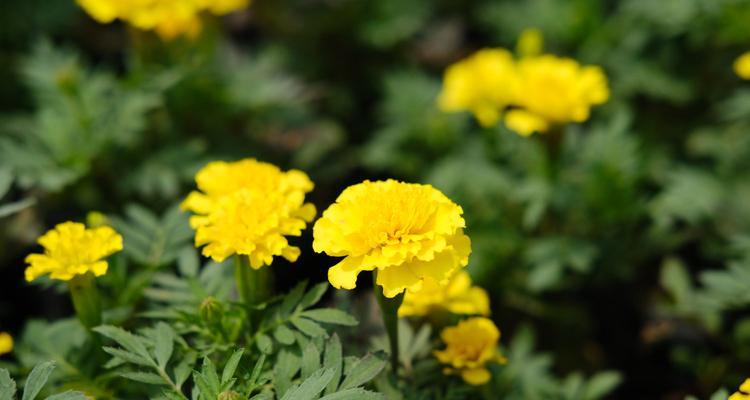 孔雀草第二年还能开花吗？（探讨孔雀草的生长周期及其开花情况）
